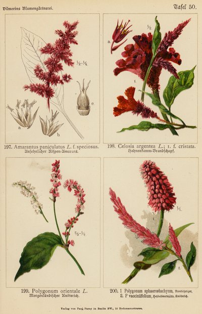 Amarantus Paniculatus, Celosia Argentea, Polygonum Orientale, Polygonum Sphaerostachyum, Polygonum Vacciniifolium (litografia a cores) de (after) German School