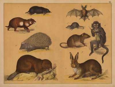 Animais (litografia a cores) de (after) German School