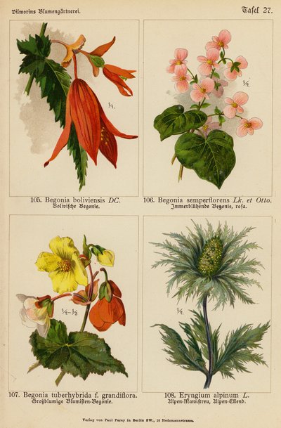 Begonia Boliviensis, Begonia Semperflorens, Begonia Tuberhybrida, Eryngium Alpinum (litografia a cores) de (after) German School
