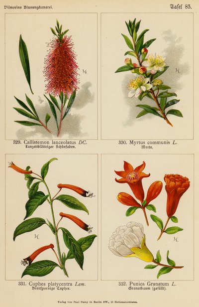 Callistemon Lanceolatus, Myrtus Communis, Cuphea Platycentra, Punica Granatum (litografia a cores) de (after) German School