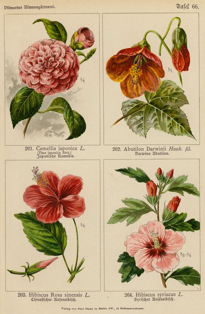 Camélia Japónica, Abutilon Darwinii, Hibiscus Rosa Sinensis, Hibiscus Syriacus (litografia a cores) de (after) German School