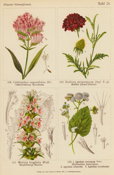 Centranthus Angustifolius, Scabiosa Atropurpurea, Morinia Longifolia, Ageratum Mexicanum, Ageratum Conyzodes, Ageratum Corymbosum (litografia a cores) de (after) German School