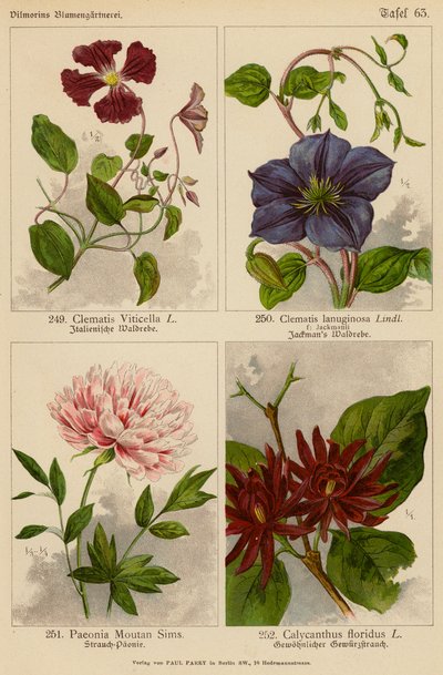 Clematis Viticella, Clematis Lanuginosa, Paeonia Moutan Sims, Calycanthus Floridus (litografia a cores) de (after) German School