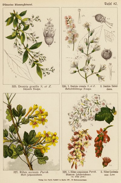Deutzia Gracilis, Deutzia Crenata, Deutzia Sieboldiana, Ribes Aureum, Ribes Sanguineum, Ribes Gordonianum (litografia a cores) de (after) German School
