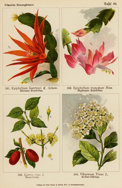 Epiphyllum Gaertneri, Epiphyllum Truncatum, Cornus Mas, Viburnum Tinus (litografia a cores) de (after) German School
