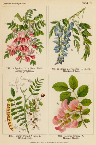 Indigofera Gerardiana, Wistaria Polystachya, Robinia Pseud-Acacia, Robinia Hispida (litografia a cores) de (after) German School