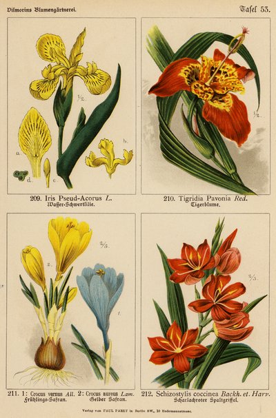 Iris Pseud-Acorus, Tigridia Pavonia, Crocus Vernus, Crocus Aureus, Schizostylis Coccinea (litografia a cores) de (after) German School