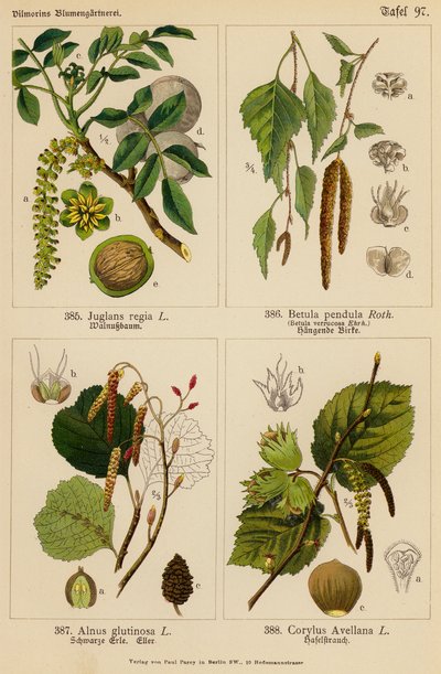 Juglans Regia, Betula Pendula, Alnus Glutinosa, Corylus Avellana (litografia a cores) de (after) German School