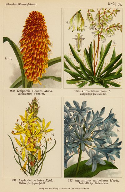 Kniphofia Aloodes, Yucca Filamentosa, Asphodeline Lutea, Agapanthus Umbellatus (litografia a cores) de (after) German School