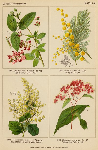 Lespedezia Bicolor, Acacia Dealbata, Holodiscus Discolor, Spiraea Japonica (litografia a cores) de (after) German School