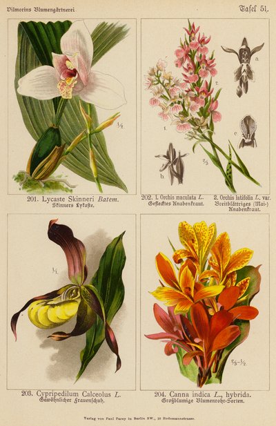 Lycaste Skinneri, Orchis Maculata, Orchis Latifolia, Cypripedilum Calceolus, Canna Indica (litografia a cores) de (after) German School