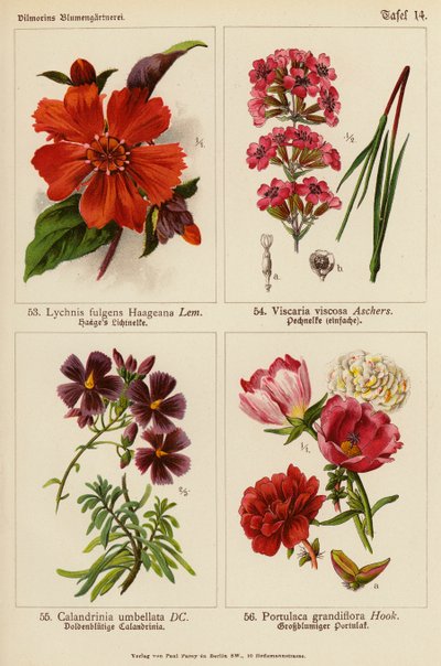 Lychnis Fulgens Haageana, Viscaria Viscosa, Calandrinia Umbellata, Portulaca Grandiflora (litografia a cores) de (after) German School