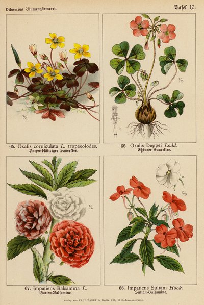 Oxalis Corniculata, Oxalis Deppei, Impatiens Balsamina, Impatiens Sultani (litografia a cores) de (after) German School