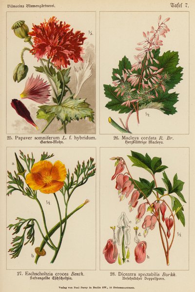 Papaver Somniferum, Macleya Cordata, Eschscholtzia Crocea, Dicentra Spectabilis (litografia a cores) de (after) German School