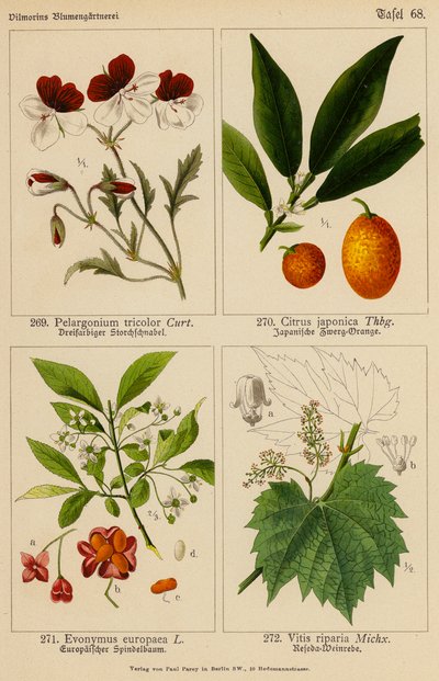 Pelargonium Tricolor, Citrus Japonica, Evonymus Europaea, Vitis Riparia (litografia a cores) de (after) German School