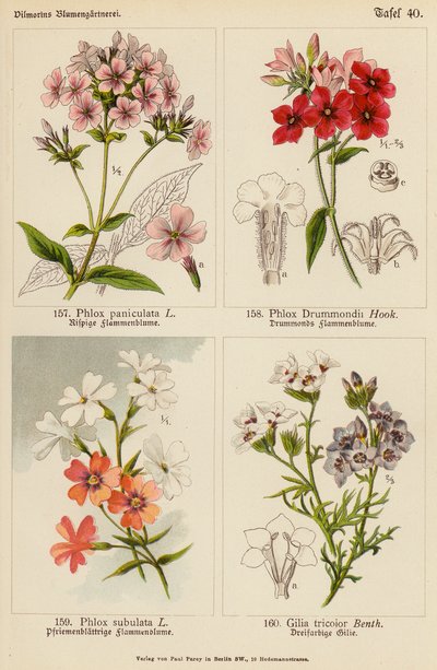Phlox Paniculata, Phlox Drummondii, Phlox Subulata, Gilia Tricolor (litografia a cores) de (after) German School