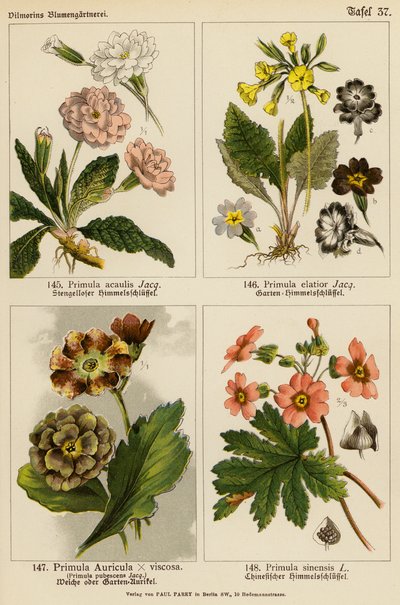 Primula Acaulis, Primula Elatior, Primula Auricula x Viscoa, Primula Pubescens, Primula Sinensis (litografia a cores) de (after) German School