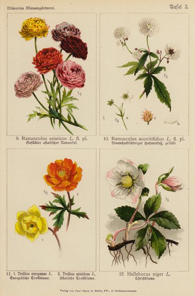 Ranunculus Asiaticus, Ranunculus Aconitifolius, Trollius Europeaeus, Trollius Asiaticus, Helleborus Niger (litografia a cores) de (after) German School
