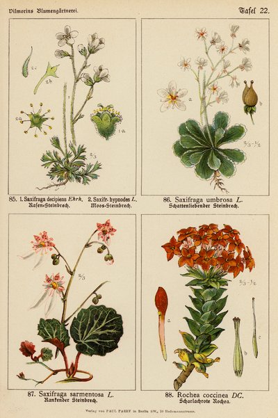 Saxifraga Decipiens, Saxifraga Hypnodes, Saxifraga Umbrosa, Saxifraga Sarmentosa, Rochea Coccinea (litografia a cores) de (after) German School