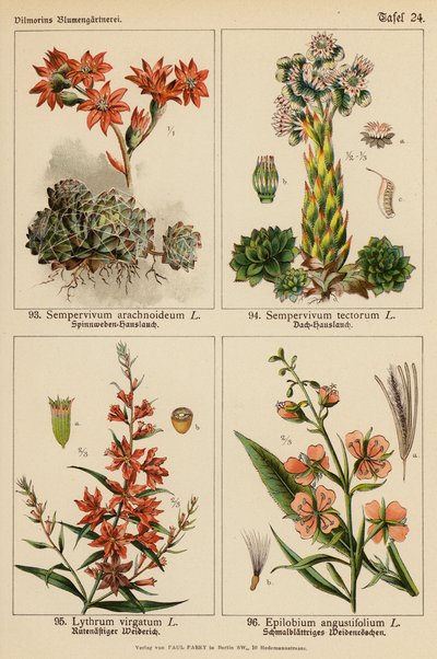 Sempervivum Arachnoideum, Sempervivum Tectorum, Lythrum Virgatum, Epilobium Angustifolium (litografia a cores) de (after) German School