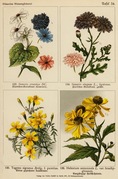 Senecio Cruentus, Senecio Elegans, Tagetes Signatus, Helenium Autumnale (litografia a cores) de (after) German School