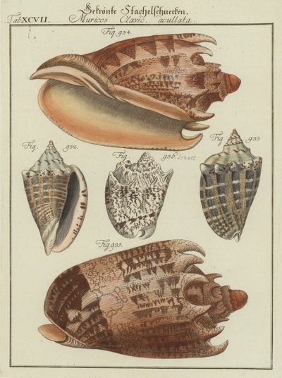 Conchas (gravação a cores) de (after) German School