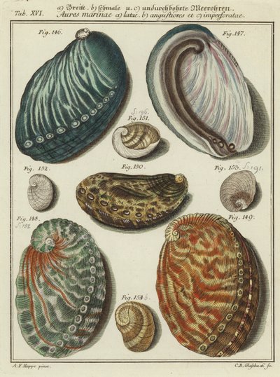 Conchas (gravação a cores) de (after) German School