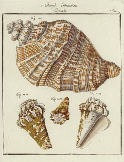 Conchas (gravação a cores) de (after) German School