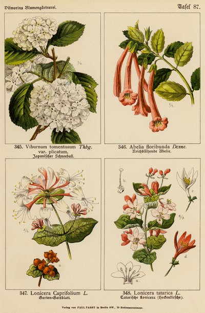 Viburnum Tomentosum, Abelia Floribunda, Lonicera Caprifolium, Lonicera Tatarica (litografia a cores) de (after) German School