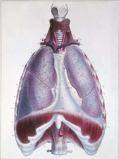 Anatomia dos pulmões, de 