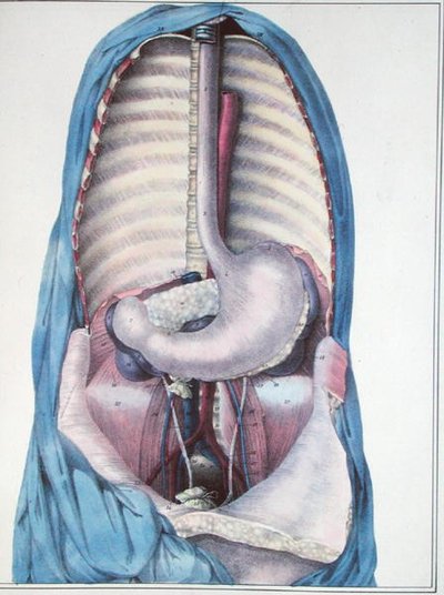 Anatomia do esôfago e do estômago, de 