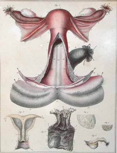 Anatomia do útero, de 