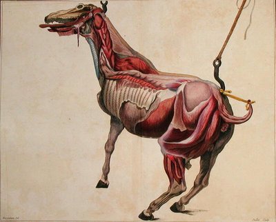 Cavalo flayed, de 