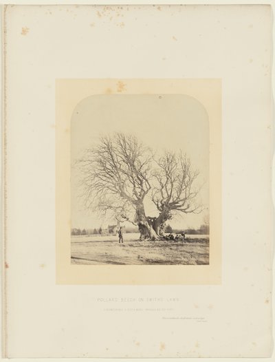 Faia de Pollard no relvado de Smith de 14th Earl of Caithness James Sinclair