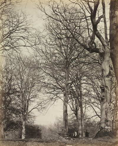 Faia da Rainha Adelaide, antes de 1864. de 14th Earl of Caithness James Sinclair