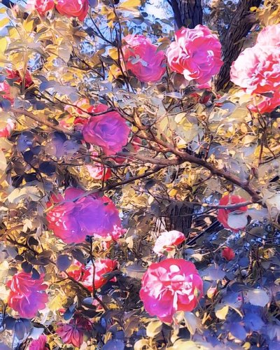 Rosas para a Virgem Maria. de Margareta Uliarte