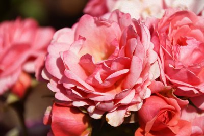 Arte floral em estilo de pintura a óleo de Albert Mansour