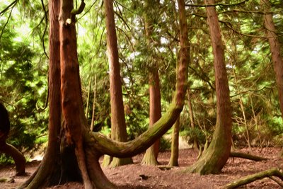 Pintura a óleo: Natureza e floresta de Albert Mansour
