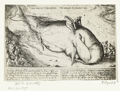 Impressão de baleia lavada em terra perto de Antuérpia, 2 de Julho de 1577 de A.B. van Deinse