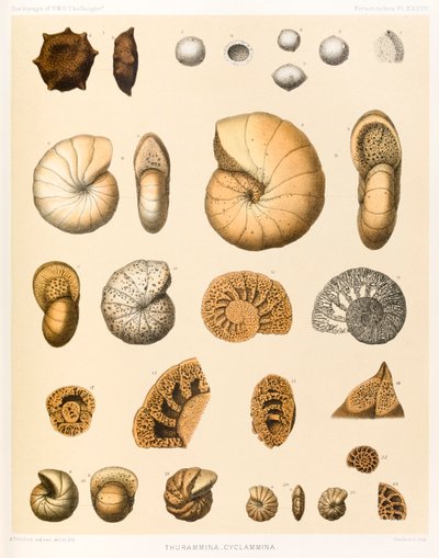Thurammina-Cyclammina (Foraminifera PL. XXXVII) de A viagem de HMS Challenger 1873-76 publicado em 1884 de A.T. Hollick