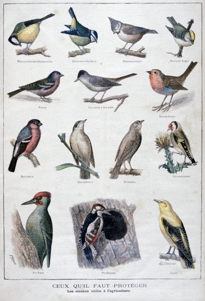 Aves úteis na agricultura, 1896 de A Clement
