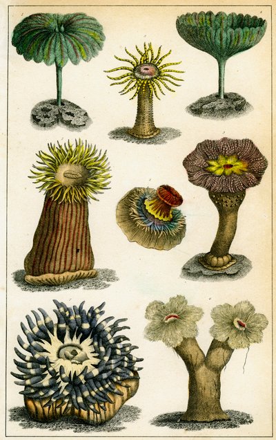 Anêmonas do mar, século 19. de A Fullarton and Co