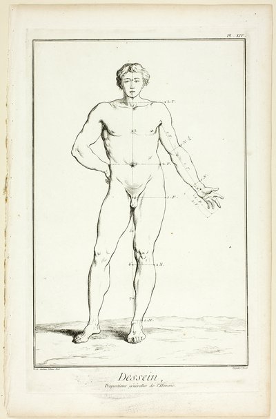 Desenho: Proporções gerais do homem, da Encyclopédie de A. J. Defehrt
