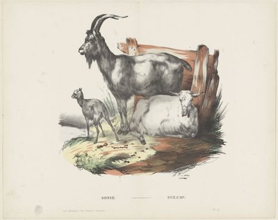 Boucs / Bokken (título sobre o objecto) de A. van Loco