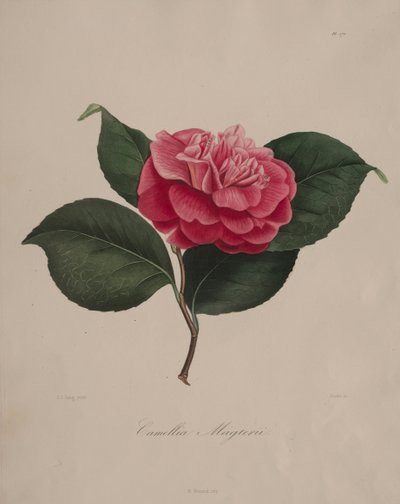 Iconografia do gênero camélia: Nº 171 de Abbé Laurent Berlèse