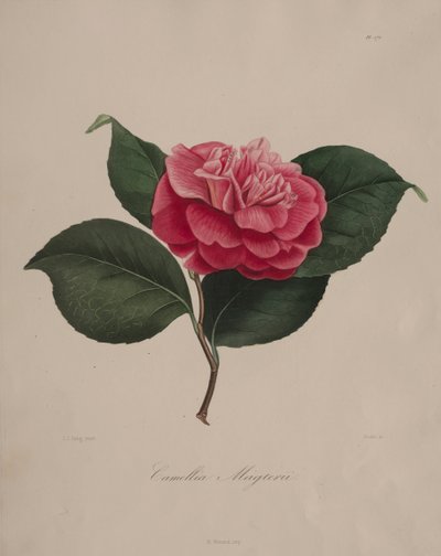Iconografia do gênero camélia: No. 171, 1839-1843. de Abbé Laurent Berlèse