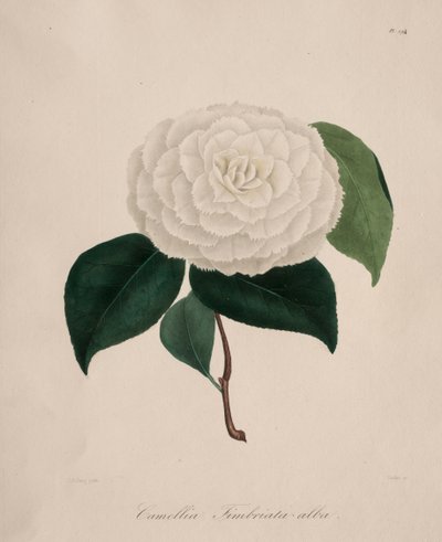 Iconografia do gênero camélia: No. 194 de Abbé Laurent Berlèse