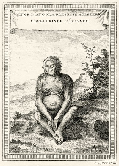 Ilustração do Orang-Outang apresentado a Frederick Henry, Príncipe de Orange, 1750 de Abbé Prévost