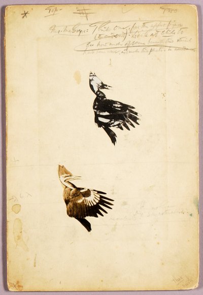 2 Stencils de Rush, pasta de estudo para o livro Concealing Coloration in the Animal Kingdom de Abbott Handerson Thayer