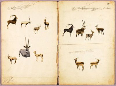 Antílopes, dossier de estudo para o livro Concealing Coloration in the Animal Kingdom de Abbott Handerson Thayer